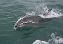 dauphin 2 - Tursiops truncatus
